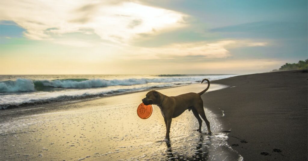 Bringing Your Pet to Portugal